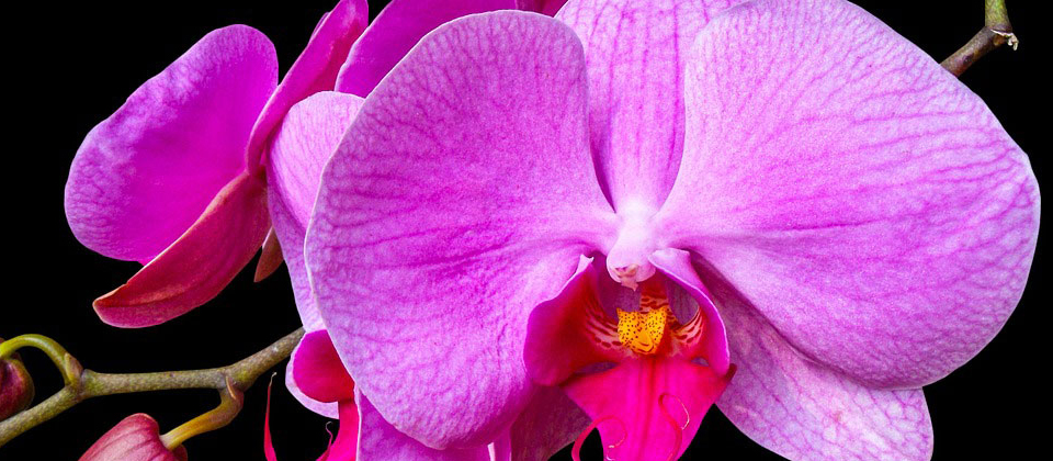 , Growing Orchids for Beginners, Redwood Nursery &amp; Garden Center
