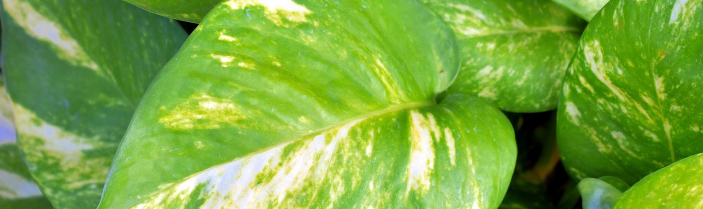 , March Houseplant of the Month &#8211; Pothos, Redwood Nursery &amp; Garden Center