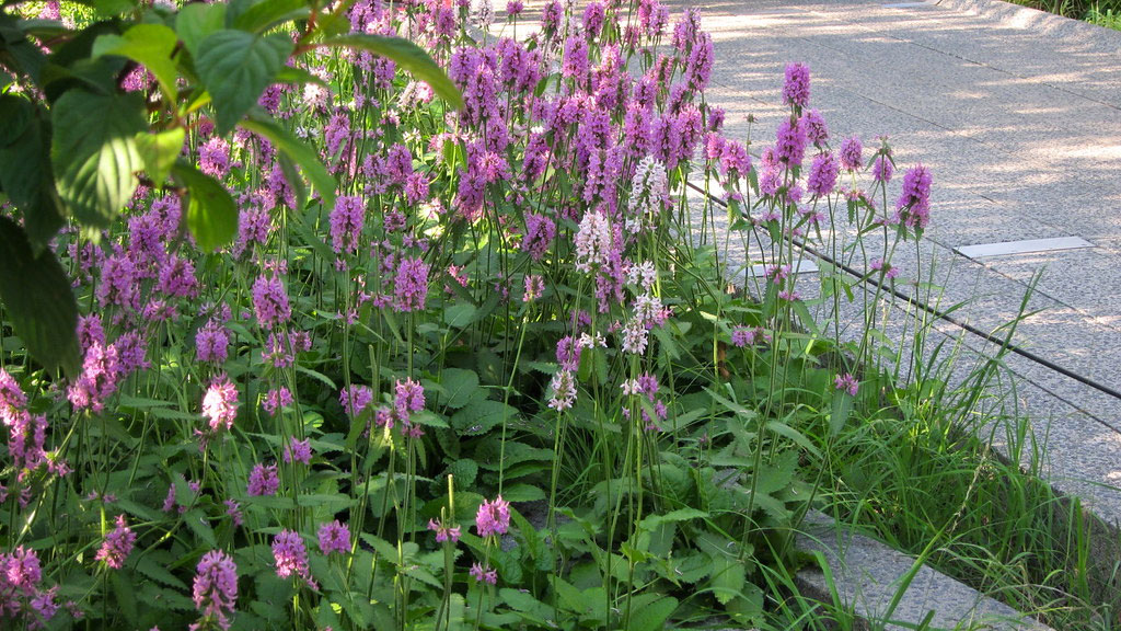 , 2019 Perennial Plant of the Year &#8211; Stachys &#8216;Hummelo&#8217;, Redwood Nursery &amp; Garden Center