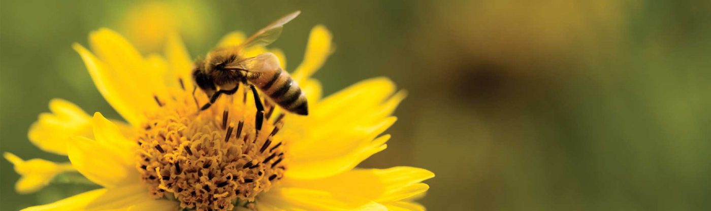 , Plant a Bee-autiful Garden!, Redwood Nursery &amp; Garden Center