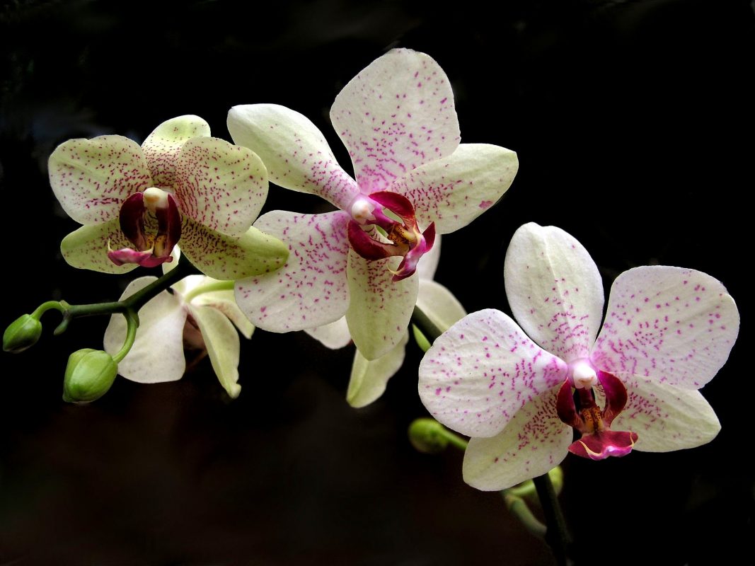 , Houseplant of the Month: Phalaenopsis Orchid, Redwood Nursery &amp; Garden Center