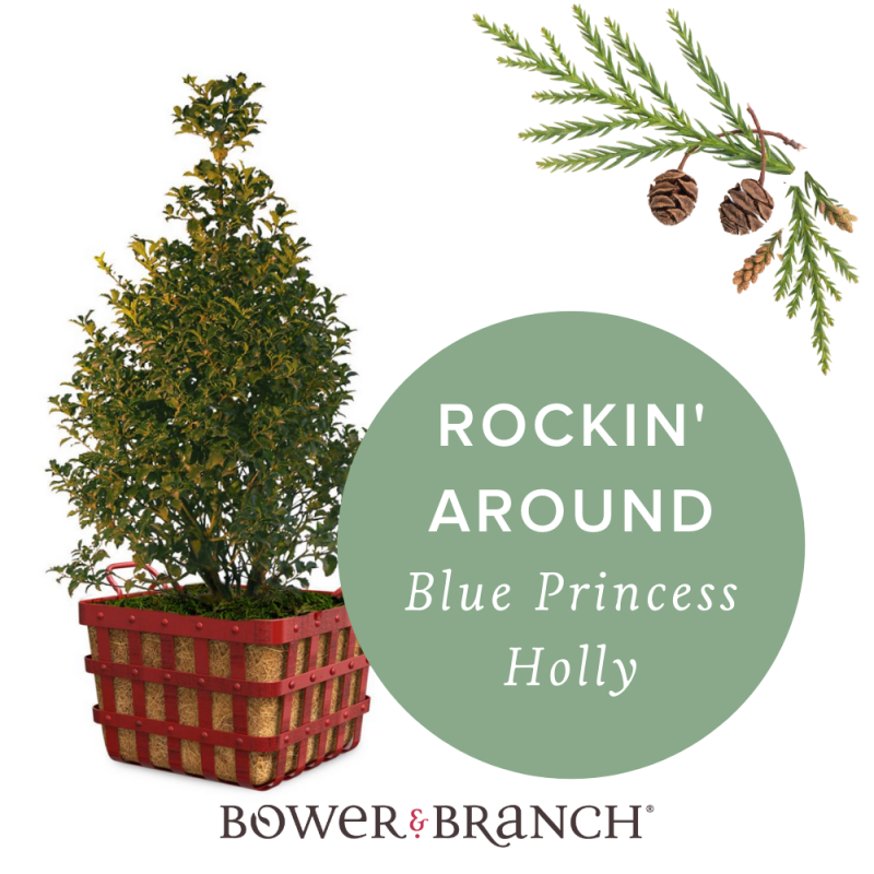 , Holiday Plant Gift Ideas, Redwood Nursery &amp; Garden Center