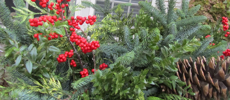 , Keep that holiday greenery fresh!, Redwood Nursery &amp; Garden Center
