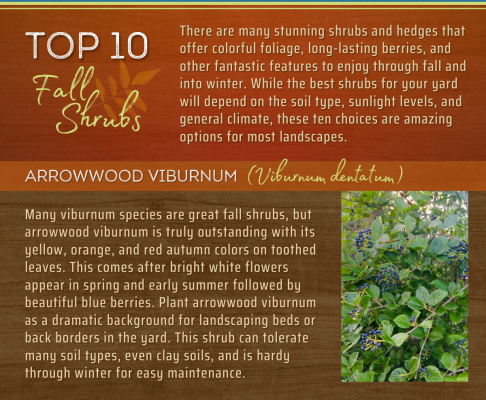 , Top 10 Fall Shrubs for your Landscape, Redwood Nursery &amp; Garden Center