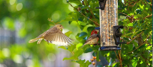 , How to Attract Birds, Redwood Nursery &amp; Garden Center