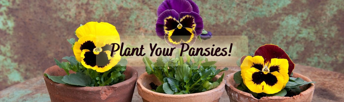 , How to Plant, Grow, and Care for Pansies, Redwood Nursery &amp; Garden Center