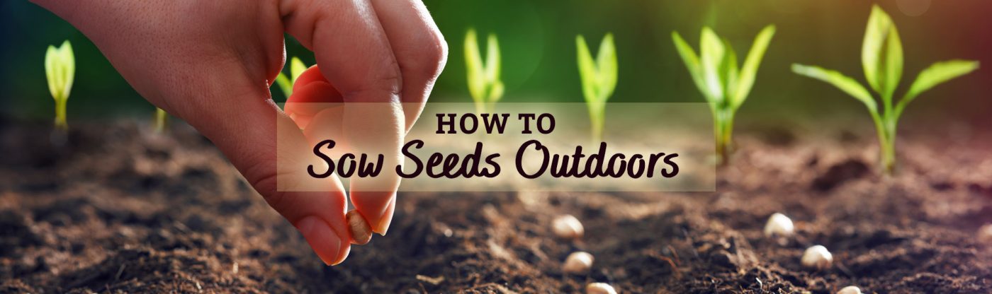 , How to Sow Seeds Outdoors, Redwood Nursery &amp; Garden Center