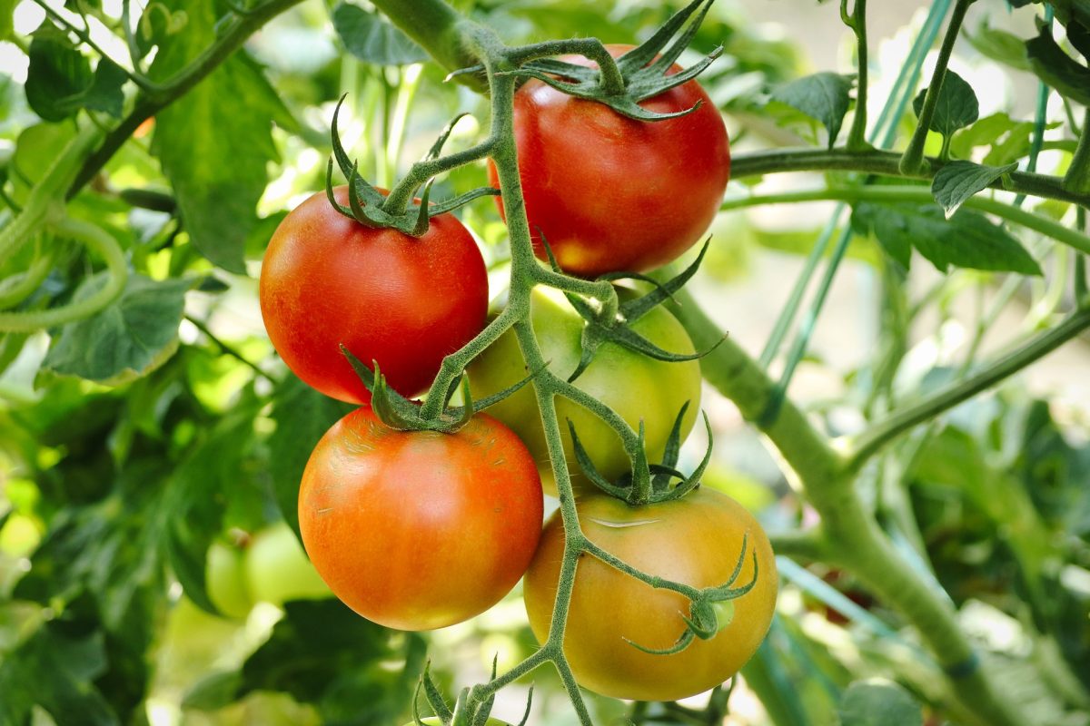 , About Tomatoes, Redwood Nursery &amp; Garden Center
