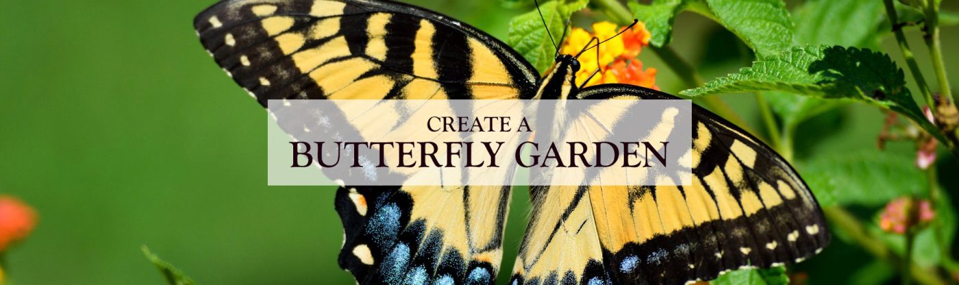 , Create a Butterfly Garden!, Redwood Nursery &amp; Garden Center