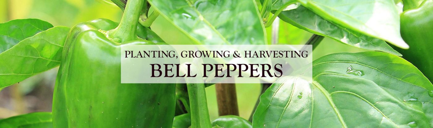 , Planting, Growing, and Harvesting Bell Peppers, Redwood Nursery &amp; Garden Center