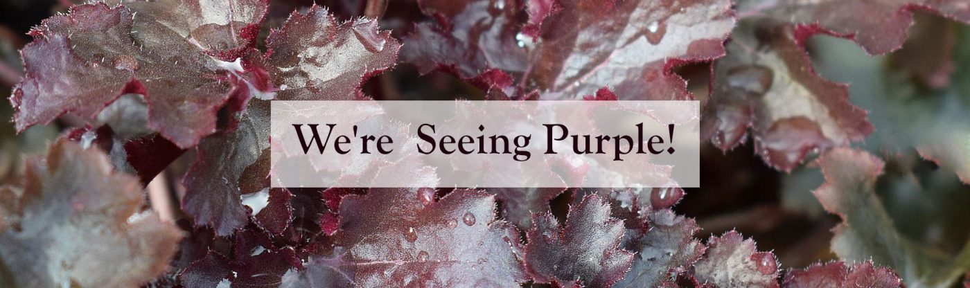 , We&#8217;re seeing purple!, Redwood Nursery &amp; Garden Center