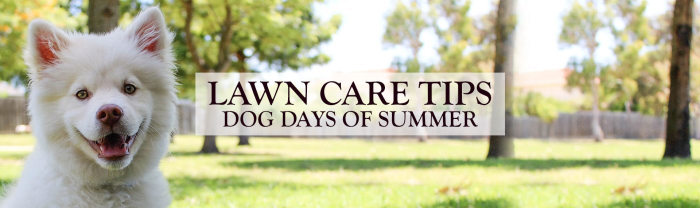 , Lawn Care Tips for the Dog Days of Summer, Redwood Nursery &amp; Garden Center