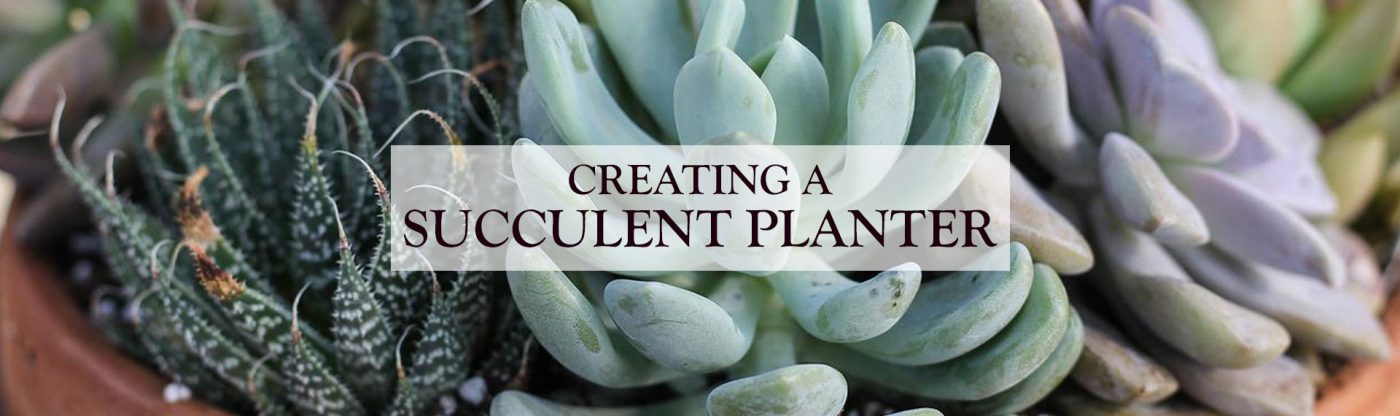 , Creating a Succulent Planter, Redwood Nursery &amp; Garden Center