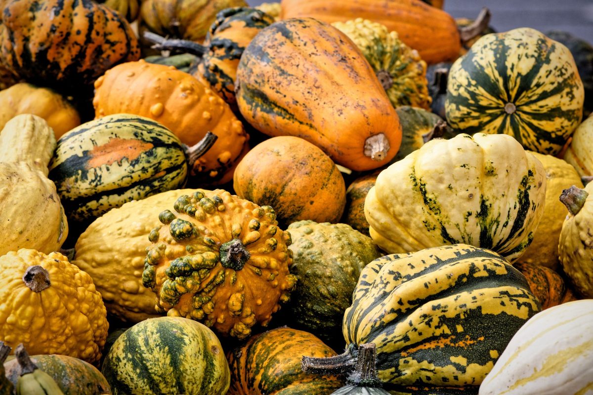 , Are You Out of Your Gourd?, Redwood Nursery &amp; Garden Center
